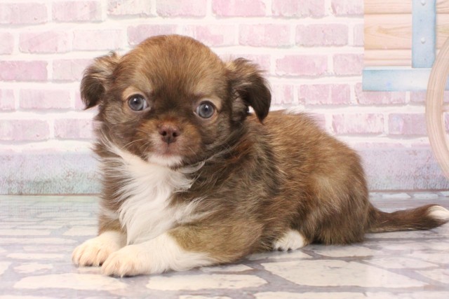 奈良県のチワワ(ロング) (Coo&RIKU奈良新庄店/2025年9月28日生まれ/男の子/フォーン)の子犬の3枚目の画像