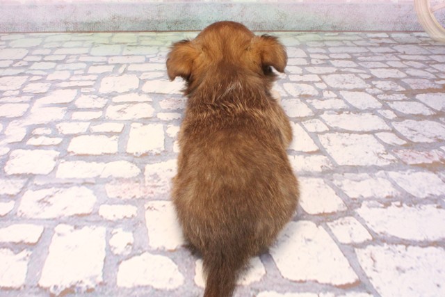 奈良県のチワワ(ロング) (Coo&RIKU奈良新庄店/2025年9月28日生まれ/男の子/フォーン)の子犬の4枚目の画像