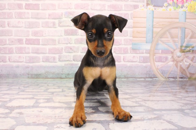 兵庫県のミニチュアピンシャー (Coo&RIKU神戸東灘店/2025年9月27日生まれ/男の子/ブラックタン)の子犬