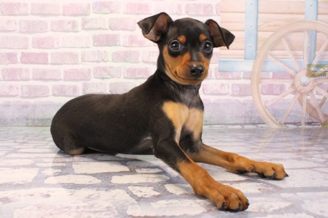 兵庫県のミニチュアピンシャー (Coo&RIKU神戸東灘店/2025年9月27日生まれ/男の子/ブラックタン)の子犬の2枚目の画像