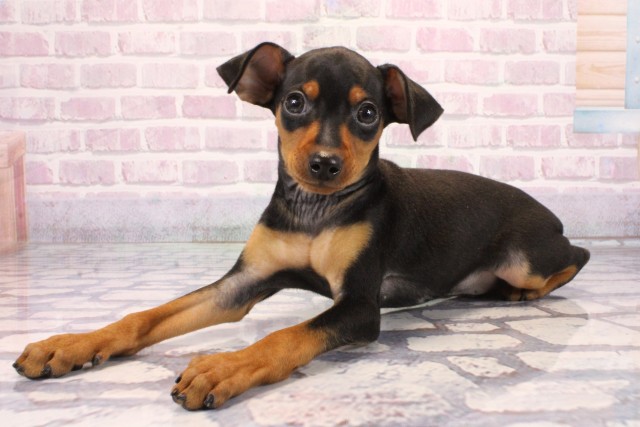 兵庫県のミニチュアピンシャー (Coo&RIKU神戸東灘店/2025年9月27日生まれ/男の子/ブラックタン)の子犬の3枚目の画像