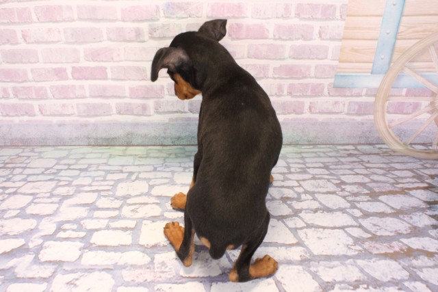 兵庫県のミニチュアピンシャー (Coo&RIKU神戸東灘店/2025年9月27日生まれ/男の子/ブラックタン)の子犬の4枚目の画像