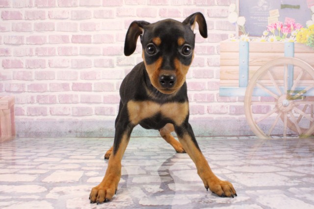 大阪府のミニチュアピンシャー (Coo&RIKU寝屋川店/2025年9月27日生まれ/女の子/ブラックタン)の子犬の1枚目の画像