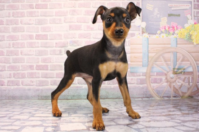 大阪府のミニチュアピンシャー (Coo&RIKU寝屋川店/2025年9月27日生まれ/女の子/ブラックタン)の子犬の2枚目の画像