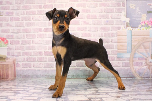 大阪府のミニチュアピンシャー (Coo&RIKU寝屋川店/2025年9月27日生まれ/女の子/ブラックタン)の子犬の3枚目の画像