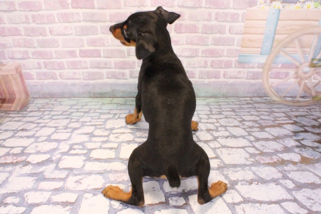 大阪府のミニチュアピンシャー (Coo&RIKU寝屋川店/2025年9月27日生まれ/女の子/ブラックタン)の子犬の4枚目の画像