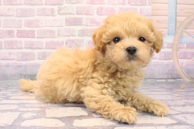 大阪府のマルプー(マルチーズ×プードル) (Coo&RIKU松原店/2025年9月27日生まれ/男の子/アプリコット)の子犬の2枚目の画像