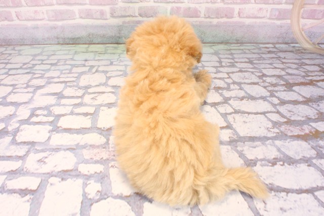 大阪府のマルプー(マルチーズ×プードル) (Coo&RIKU松原店/2025年9月27日生まれ/男の子/アプリコット)の子犬の4枚目の画像