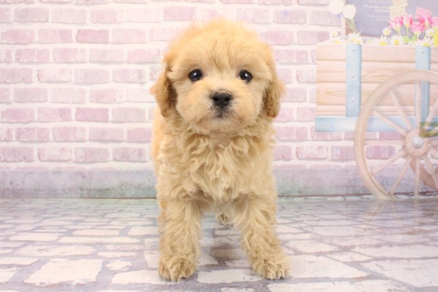 兵庫県のマルプー(マルチーズ×プードル) (Coo&RIKU伊丹店/2025年9月27日生まれ/女の子/アプリコット)の子犬の1枚目の画像