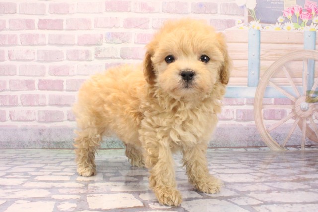 兵庫県のマルプー(マルチーズ×プードル) (Coo&RIKU伊丹店/2025年9月27日生まれ/女の子/アプリコット)の子犬の2枚目の画像