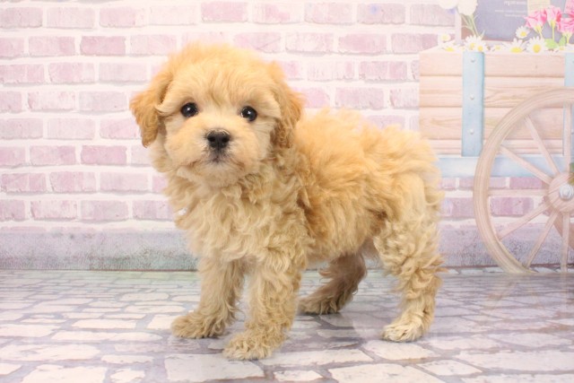 兵庫県のマルプー(マルチーズ×プードル) (Coo&RIKU伊丹店/2025年9月27日生まれ/女の子/アプリコット)の子犬の3枚目の画像