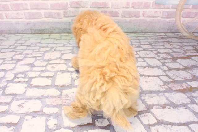 兵庫県のマルプー(マルチーズ×プードル) (Coo&RIKU伊丹店/2025年9月27日生まれ/女の子/アプリコット)の子犬の4枚目の画像