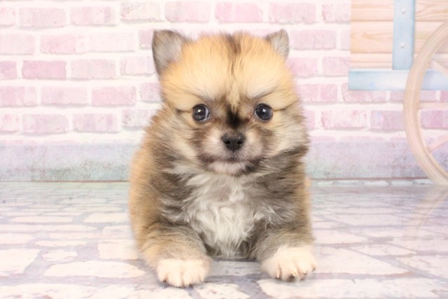 兵庫県のポメチワ/チワポメ/ポメチー(ポメラニアン×チワワ) (Coo&RIKU神戸東灘店/2025年9月28日生まれ/男の子/フォーン)の子犬