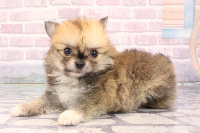 兵庫県のポメチワ/チワポメ/ポメチー(ポメラニアン×チワワ) (Coo&RIKU神戸東灘店/2025年9月28日生まれ/男の子/フォーン)の子犬の3枚目の画像
