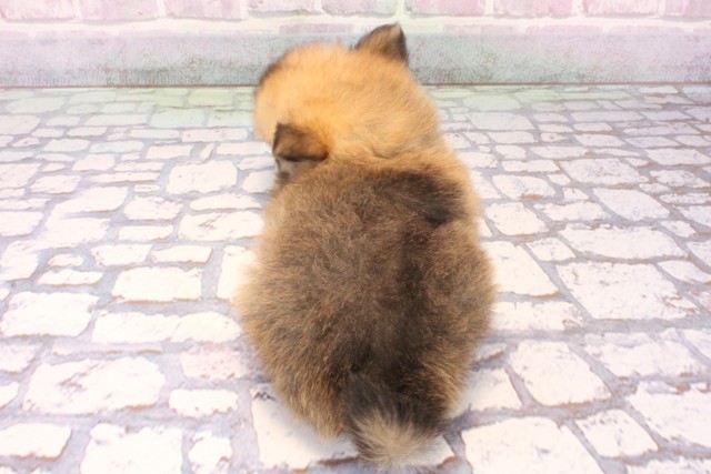 兵庫県のポメチワ/チワポメ/ポメチー(ポメラニアン×チワワ) (Coo&RIKU神戸東灘店/2025年9月28日生まれ/男の子/フォーン)の子犬の4枚目の画像