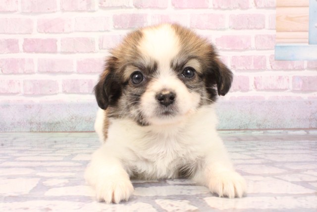 大阪府のパピチー/チワパピ(パピヨン×チワワ) (Coo&RIKU阿倍野店/2025年9月28日生まれ/男の子/ホワイトレッド)の子犬の1枚目の画像