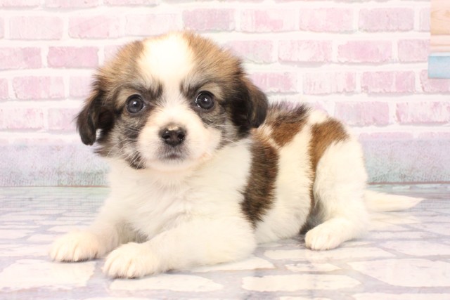 大阪府のパピチー/チワパピ(パピヨン×チワワ) (Coo&RIKU阿倍野店/2025年9月28日生まれ/男の子/ホワイトレッド)の子犬の3枚目の画像