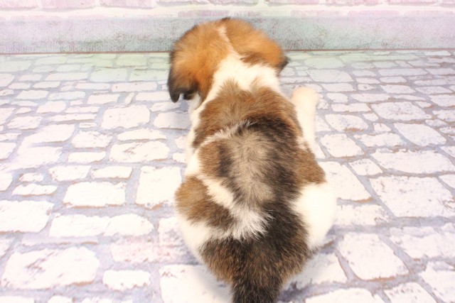 大阪府のパピチー/チワパピ(パピヨン×チワワ) (Coo&RIKU阿倍野店/2025年9月28日生まれ/男の子/ホワイトレッド)の子犬の4枚目の画像