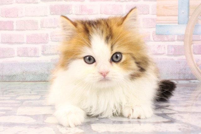 大阪府のミヌエット (Coo&RIKU茶屋町店/2025年9月18日生まれ/男の子/ブラウンタビーホワイト)の子猫の1枚目の画像