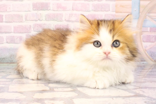 大阪府のミヌエット (Coo&RIKU茶屋町店/2025年9月18日生まれ/男の子/ブラウンタビーホワイト)の子猫の2枚目の画像