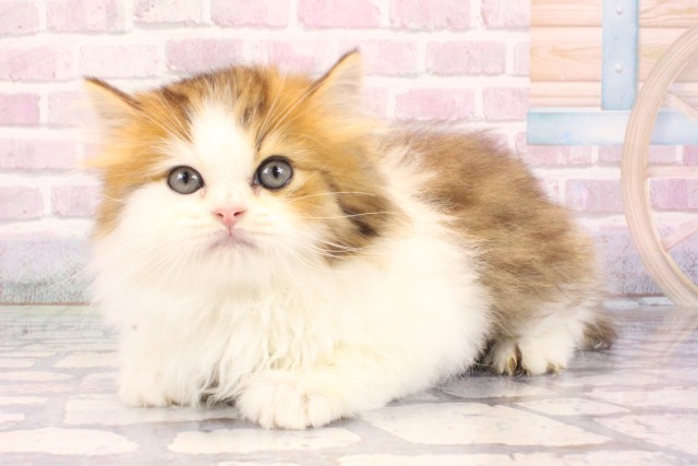 大阪府のミヌエット (Coo&RIKU茶屋町店/2025年9月18日生まれ/男の子/ブラウンタビーホワイト)の子猫の3枚目の画像