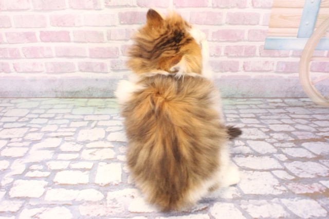 大阪府のミヌエット (Coo&RIKU茶屋町店/2025年9月18日生まれ/男の子/ブラウンタビーホワイト)の子猫の4枚目の画像