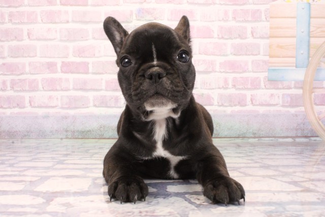大阪府のフレンチブルドッグ (Coo&RIKU寝屋川店/2025年9月27日生まれ/女の子/ブリンドル)の子犬の1枚目の画像