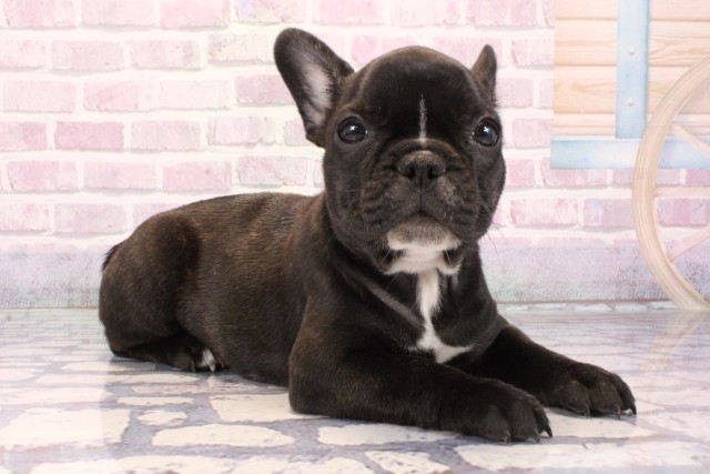 大阪府のフレンチブルドッグ (Coo&RIKU寝屋川店/2025年9月27日生まれ/女の子/ブリンドル)の子犬の2枚目の画像