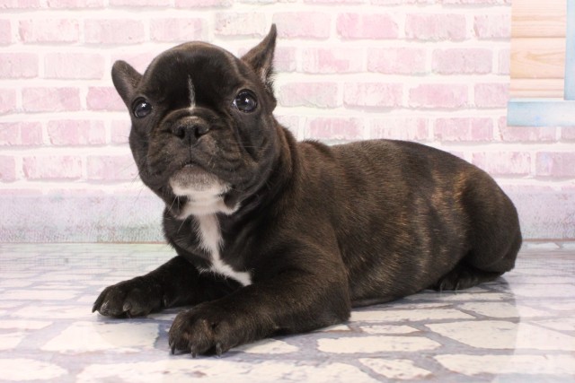大阪府のフレンチブルドッグ (Coo&RIKU寝屋川店/2025年9月27日生まれ/女の子/ブリンドル)の子犬の3枚目の画像