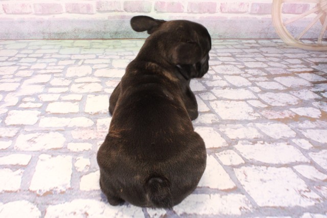 大阪府のフレンチブルドッグ (Coo&RIKU寝屋川店/2025年9月27日生まれ/女の子/ブリンドル)の子犬の4枚目の画像