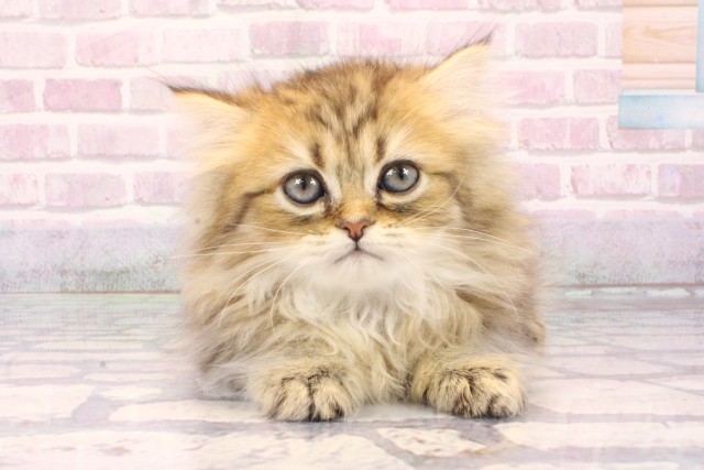 京都府のペルシャ (Coo&RIKU京都河原町店/2025年9月20日生まれ/男の子/チンチラゴールデン)の子猫の1枚目の画像
