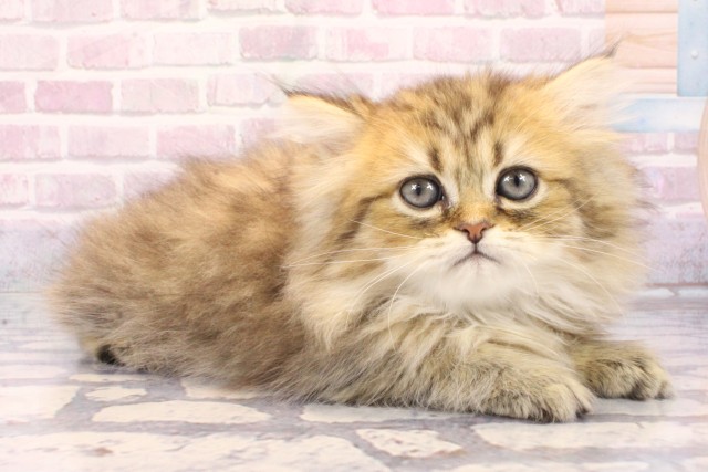 京都府のペルシャ (Coo&RIKU京都河原町店/2025年9月20日生まれ/男の子/チンチラゴールデン)の子猫の2枚目の画像
