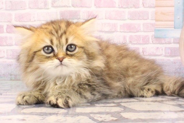 京都府のペルシャ (Coo&RIKU京都河原町店/2025年9月20日生まれ/男の子/チンチラゴールデン)の子猫の3枚目の画像