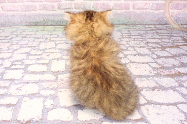 京都府のペルシャ (Coo&RIKU京都河原町店/2025年9月20日生まれ/男の子/チンチラゴールデン)の子猫の4枚目の画像