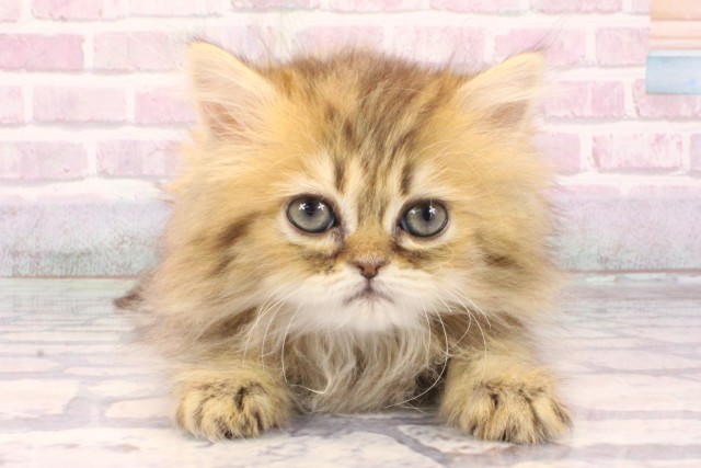 兵庫県のペルシャ (Coo&RIKU神戸三宮店/2025年9月20日生まれ/女の子/チンチラゴールデン)の子猫