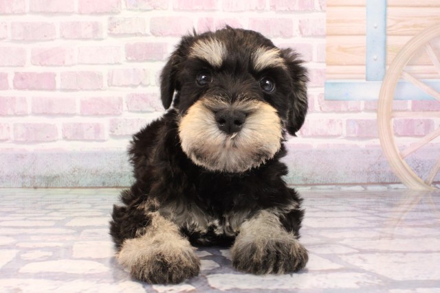 滋賀県のミニチュアシュナウザー (Coo&RIKU長浜店/2025年9月28日生まれ/男の子/ブラックシルバー)の子犬の1枚目の画像