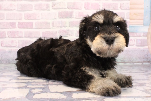 滋賀県のミニチュアシュナウザー (Coo&RIKU長浜店/2025年9月28日生まれ/男の子/ブラックシルバー)の子犬の2枚目の画像