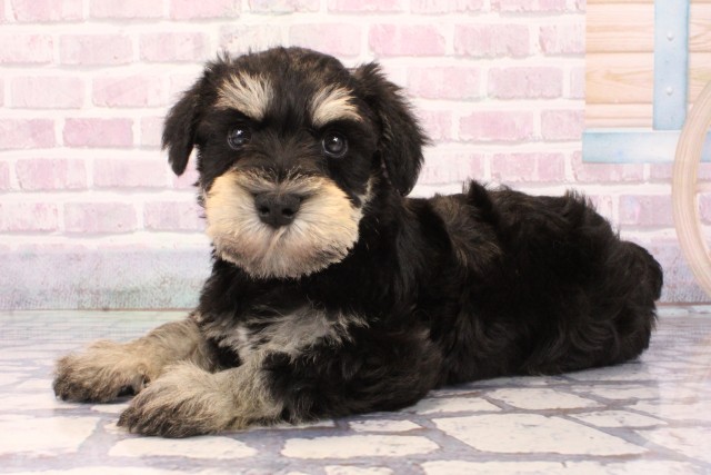 滋賀県のミニチュアシュナウザー (Coo&RIKU長浜店/2025年9月28日生まれ/男の子/ブラックシルバー)の子犬の3枚目の画像