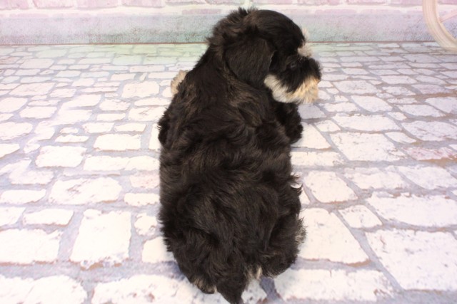 滋賀県のミニチュアシュナウザー (Coo&RIKU長浜店/2025年9月28日生まれ/男の子/ブラックシルバー)の子犬の4枚目の画像