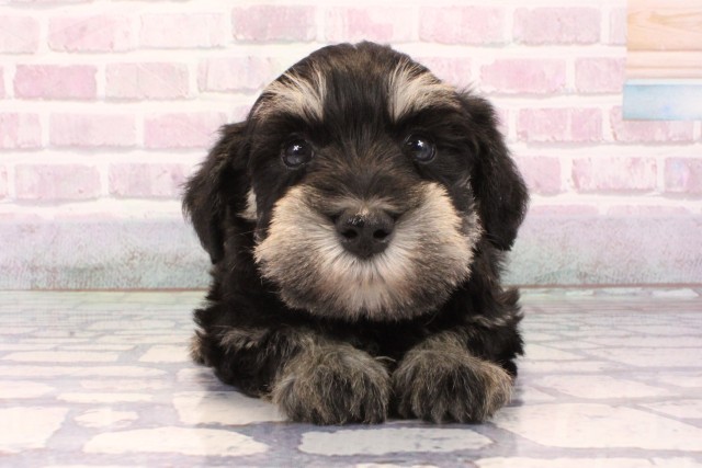 大阪府のミニチュアシュナウザー (Coo&RIKU松原店/2025年9月28日生まれ/男の子/ブラックシルバー)の子犬の1枚目の画像