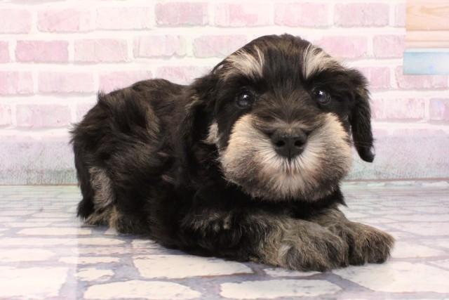 大阪府のミニチュアシュナウザー (Coo&RIKU松原店/2025年9月28日生まれ/男の子/ブラックシルバー)の子犬の2枚目の画像