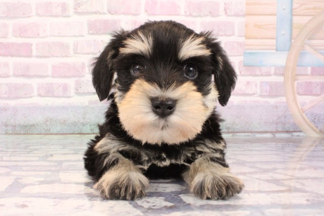 ミニチュア・シュナウザー