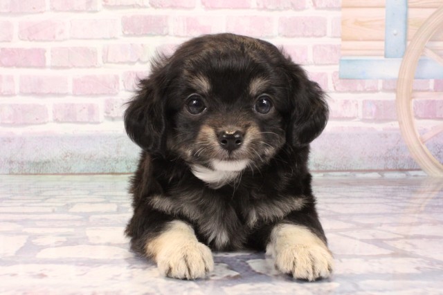 大阪府のチワプー/プーチー(チワワ×プードル) (Coo&RIKU和泉店/2025年9月28日生まれ/男の子/ブラックタン)の子犬の1枚目の画像