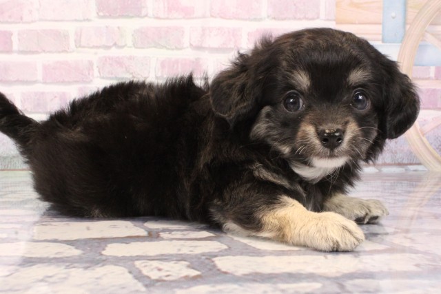 大阪府のチワプー/プーチー(チワワ×プードル) (Coo&RIKU和泉店/2025年9月28日生まれ/男の子/ブラックタン)の子犬の2枚目の画像