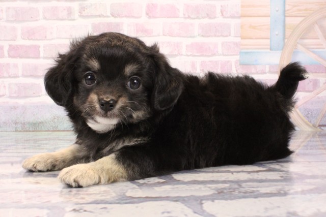 大阪府のチワプー/プーチー(チワワ×プードル) (Coo&RIKU和泉店/2025年9月28日生まれ/男の子/ブラックタン)の子犬の3枚目の画像