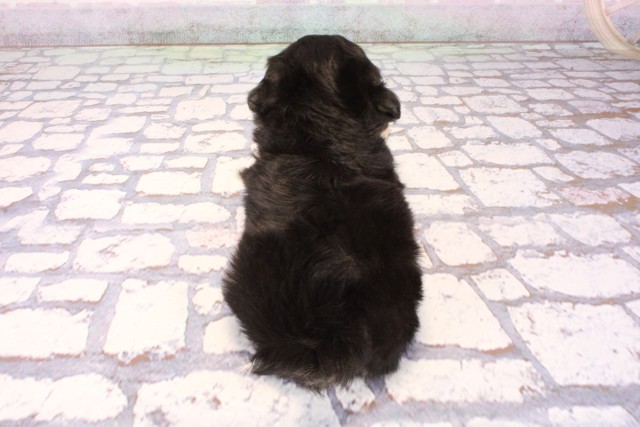 大阪府のチワプー/プーチー(チワワ×プードル) (Coo&RIKU和泉店/2025年9月28日生まれ/男の子/ブラックタン)の子犬の4枚目の画像