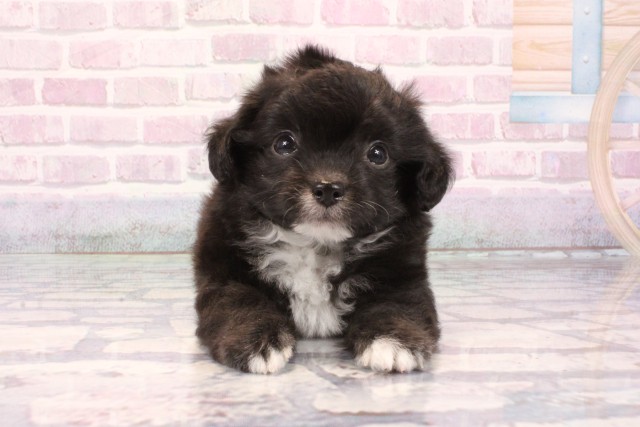 和歌山県のチワプー/プーチー(チワワ×プードル) (Coo&RIKU和歌山店/2025年9月28日生まれ/男の子/ブラックホワイト)の子犬の1枚目の画像