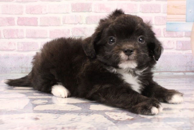 和歌山県のチワプー/プーチー(チワワ×プードル) (Coo&RIKU和歌山店/2025年9月28日生まれ/男の子/ブラックホワイト)の子犬の2枚目の画像