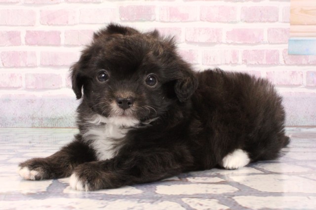 和歌山県のチワプー/プーチー(チワワ×プードル) (Coo&RIKU和歌山店/2025年9月28日生まれ/男の子/ブラックホワイト)の子犬の3枚目の画像