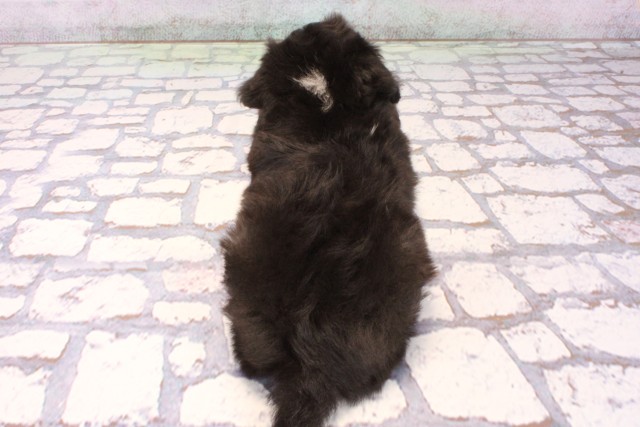 和歌山県のチワプー/プーチー(チワワ×プードル) (Coo&RIKU和歌山店/2025年9月28日生まれ/男の子/ブラックホワイト)の子犬の4枚目の画像